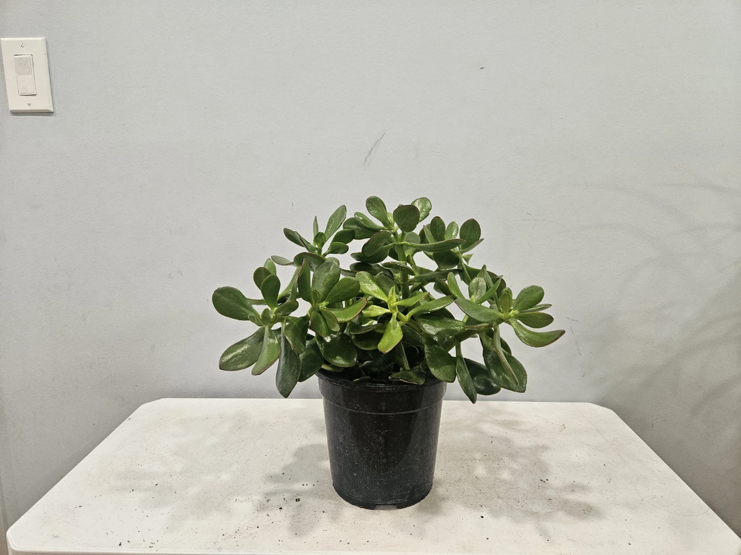 Jade Plant (in 7" Nursury pot, $15 each pot) - photo 4