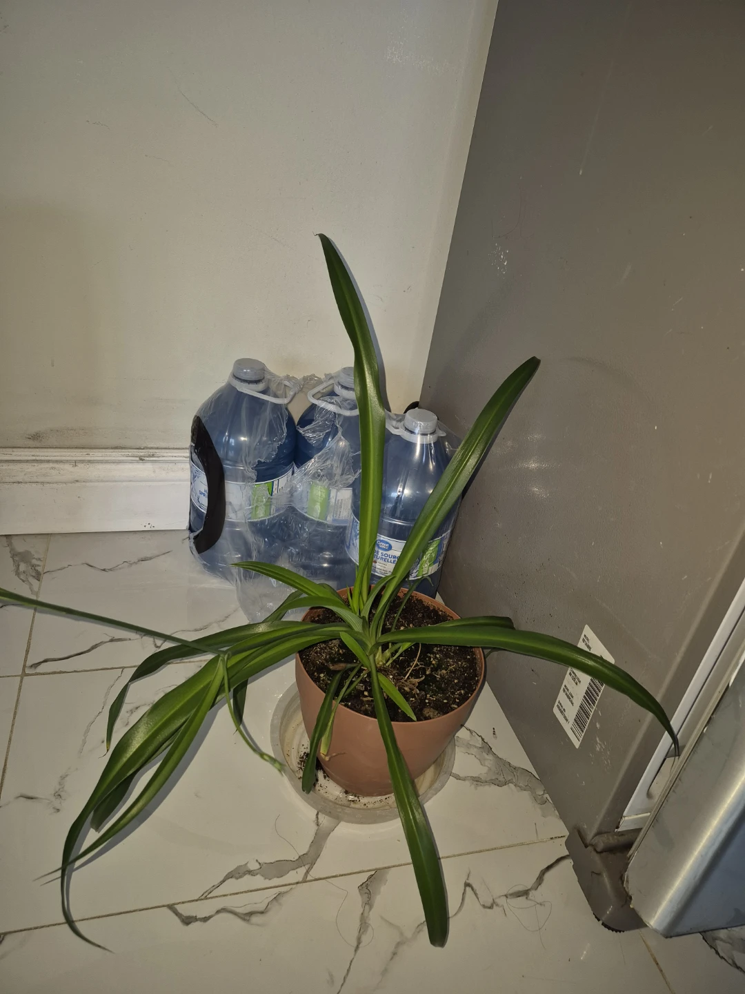 Spider Plant - photo 2