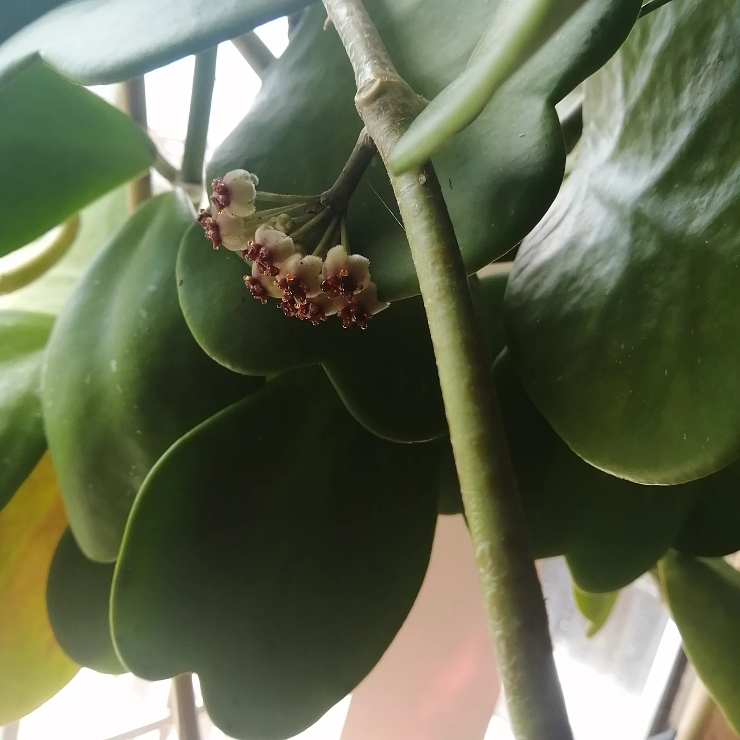 Healthy Hoya Kerrii Plants - photo 3