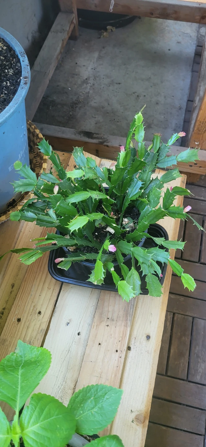 Pink Christmas Cactus in plastic container - photo 2