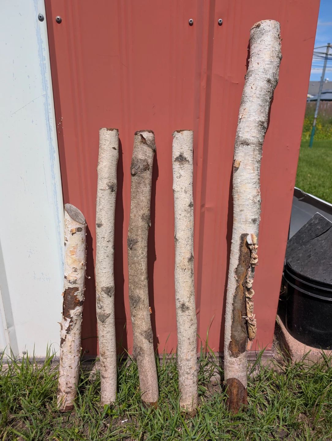 Birch Branches 17" to 32"