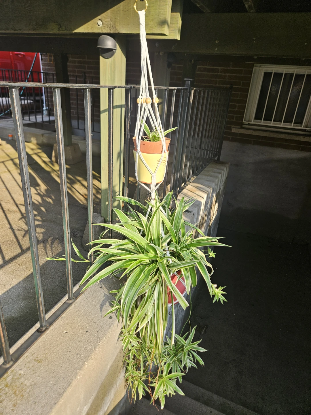 Spider Plant in Macrame Hanger