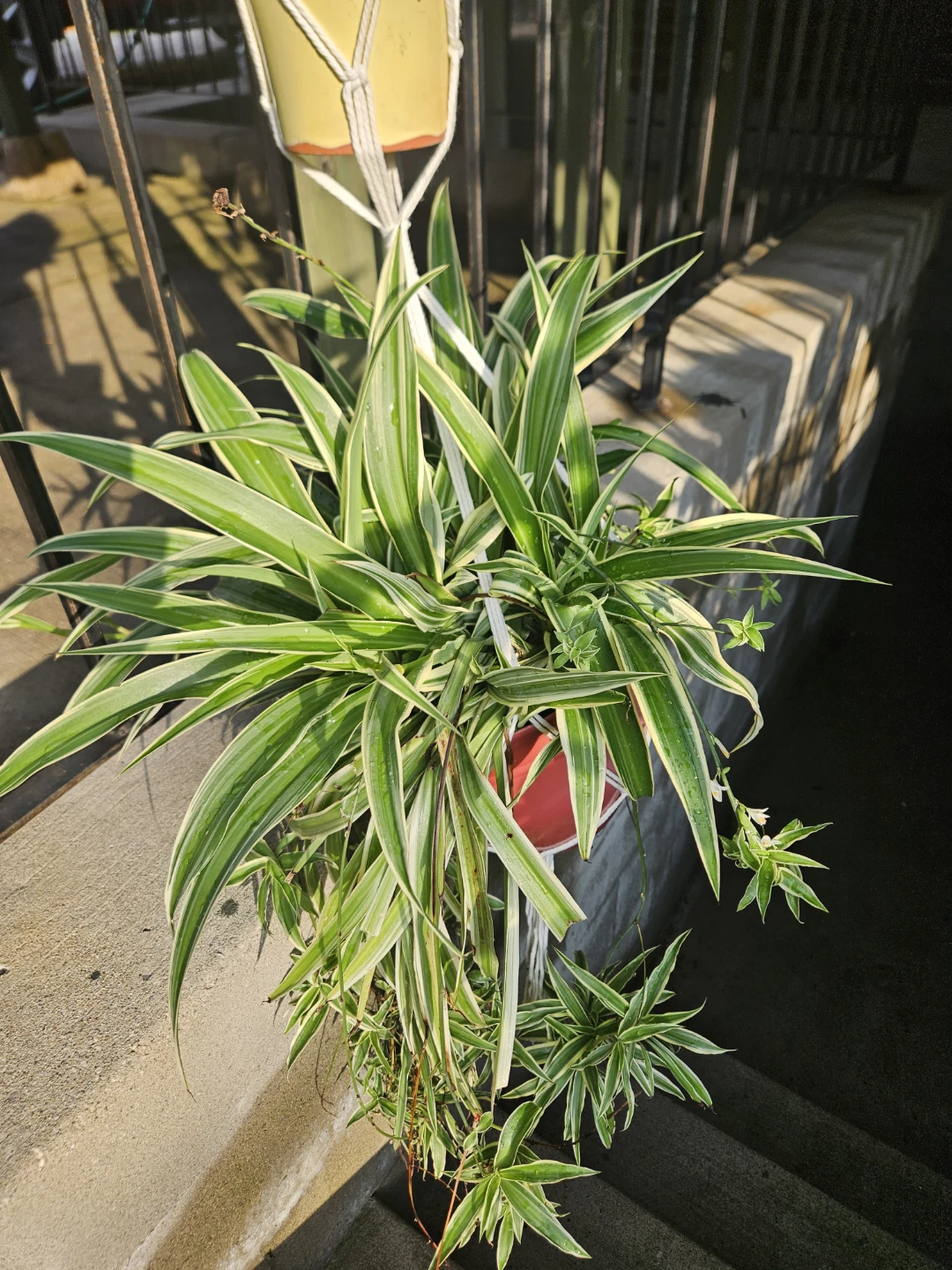 Spider Plant in Macrame Hanger - photo 2