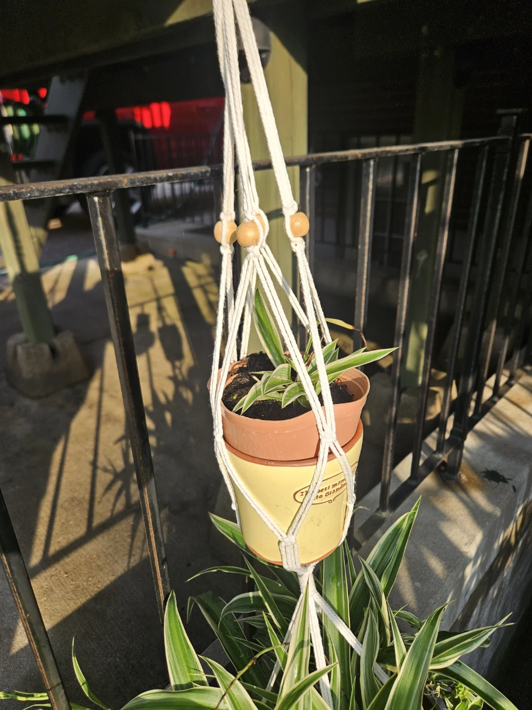 Spider Plant in Macrame Hanger - photo 3