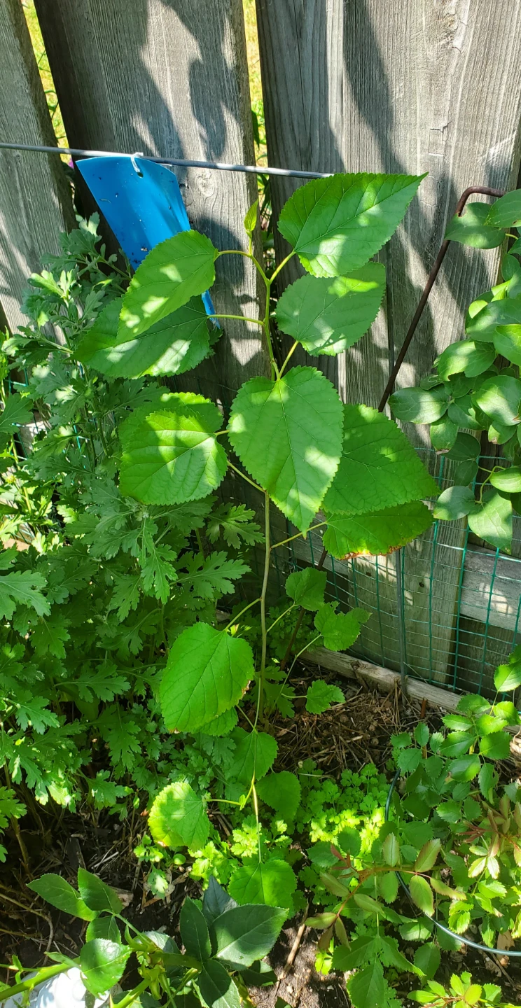Mulberry Plant