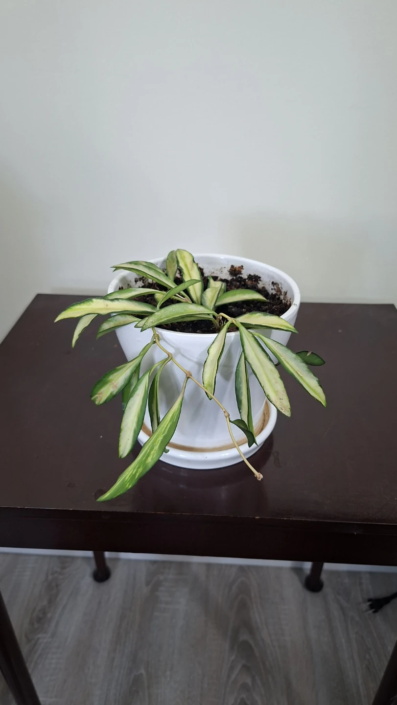 Variegated Hoya Plant in White Pot