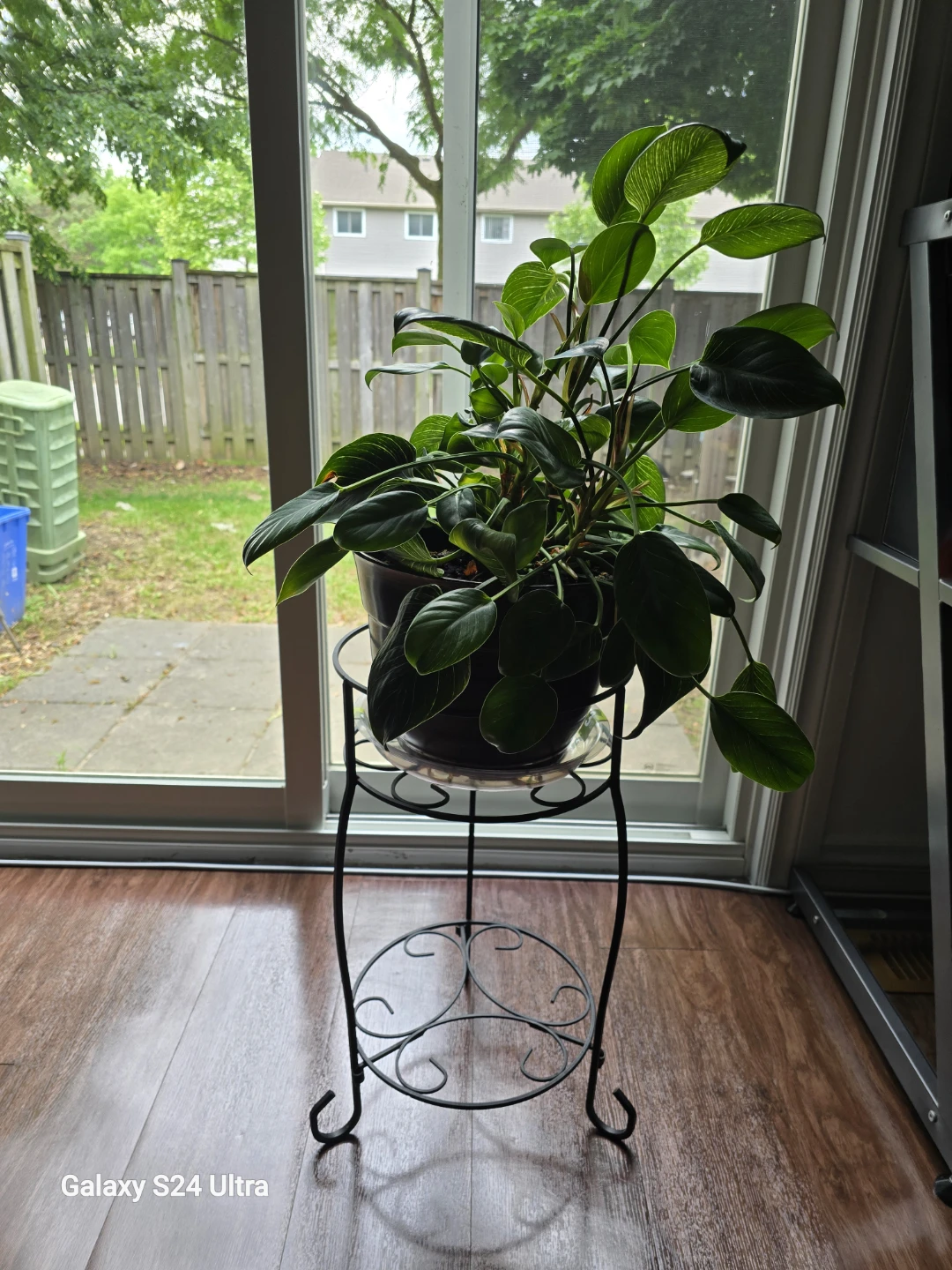 Wild Interiors Philodendron Birkin Plant - photo 3