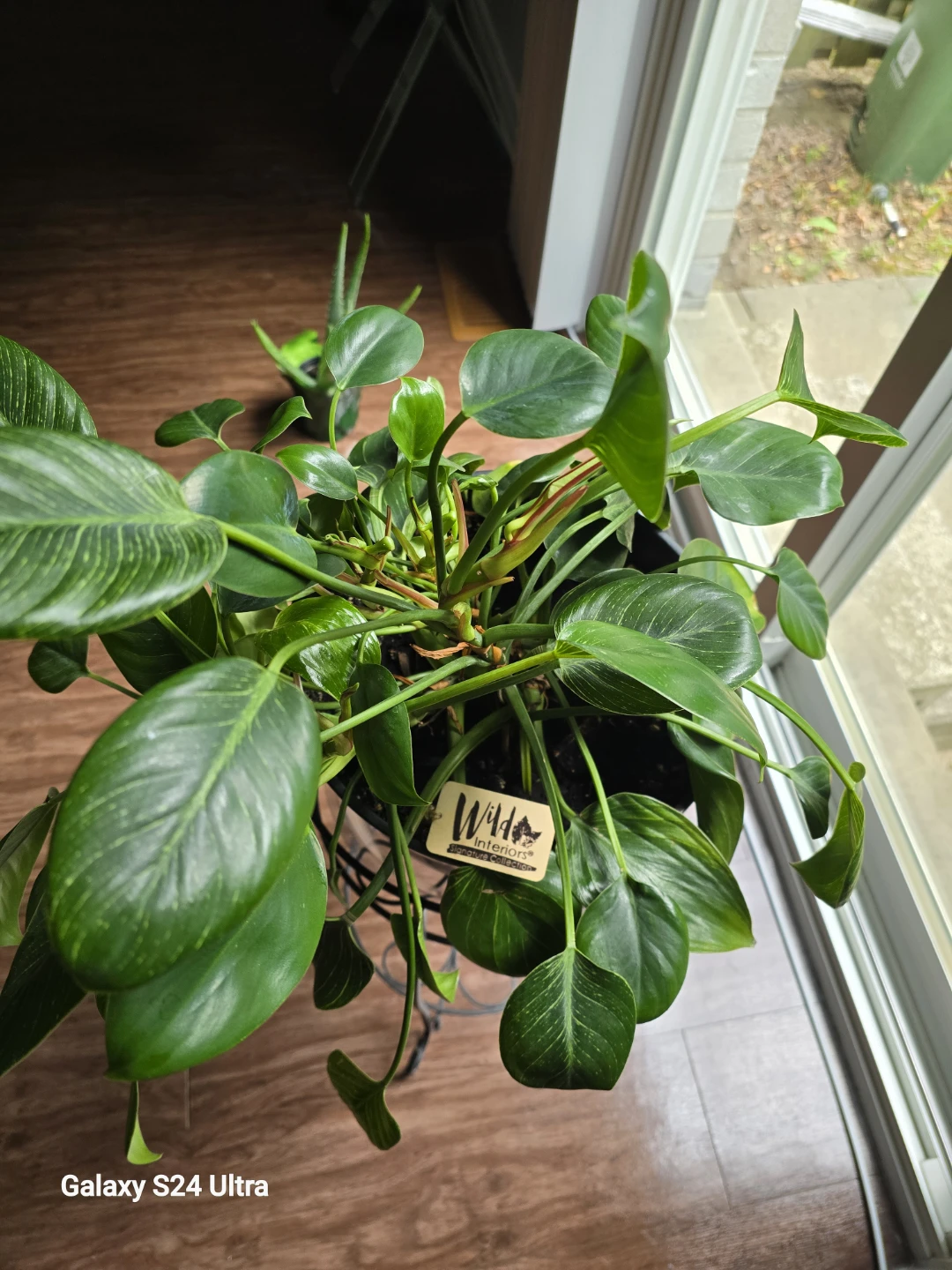 Wild Interiors Philodendron Birkin Plant - photo 4
