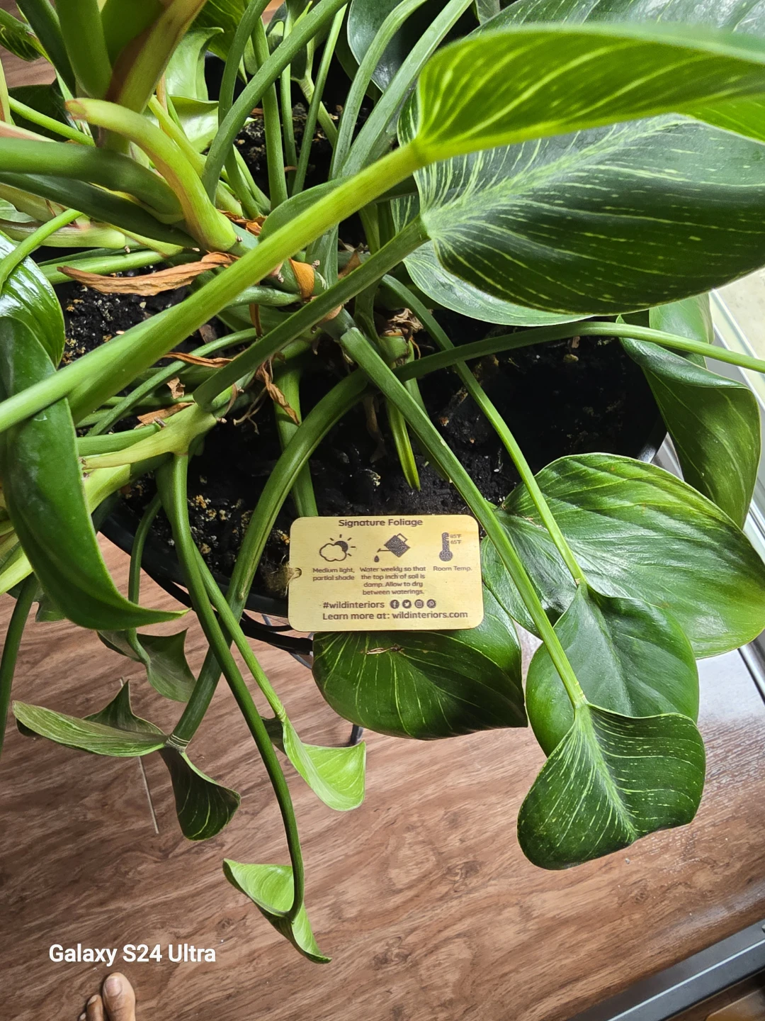 Wild Interiors Philodendron Birkin Plant - photo 5