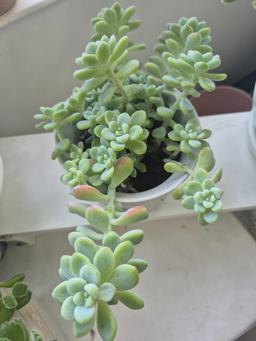 Sedum Succulent Plant