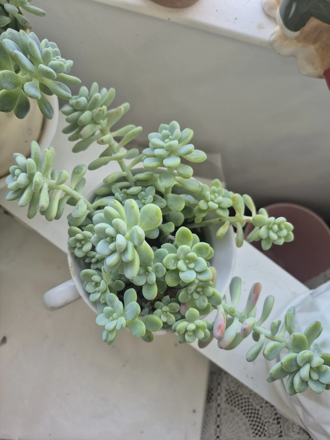Sedum Succulent Plant - photo 2