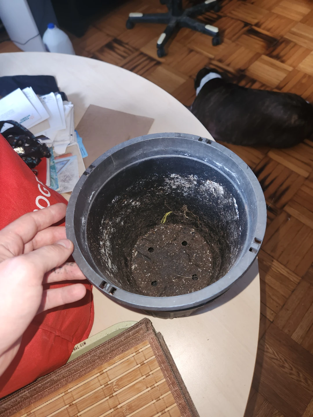 Used Black Plastic Plant Pots - photo 4