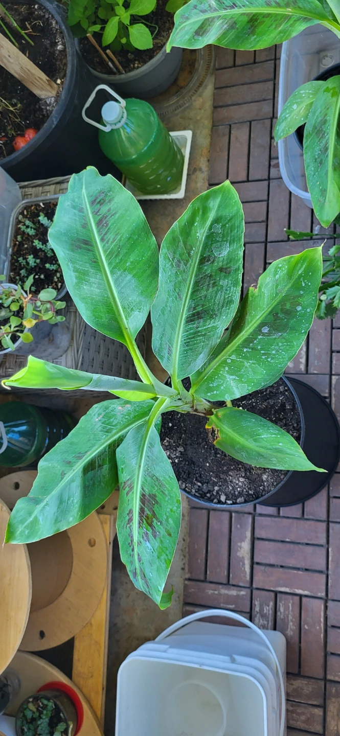 Banana Plant