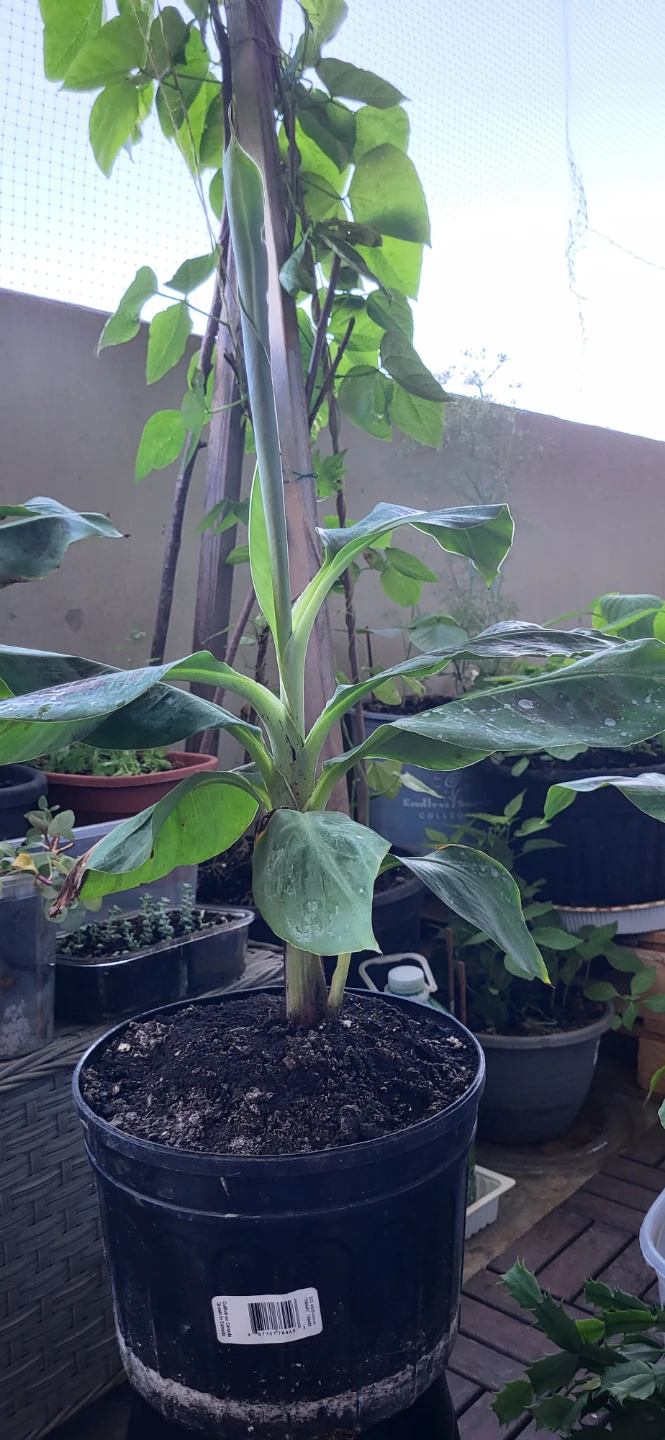 Banana Plant - photo 2
