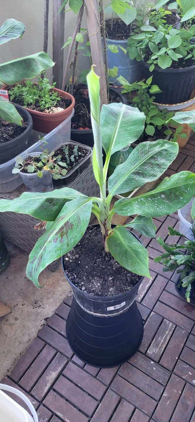 Banana Plant - photo 4