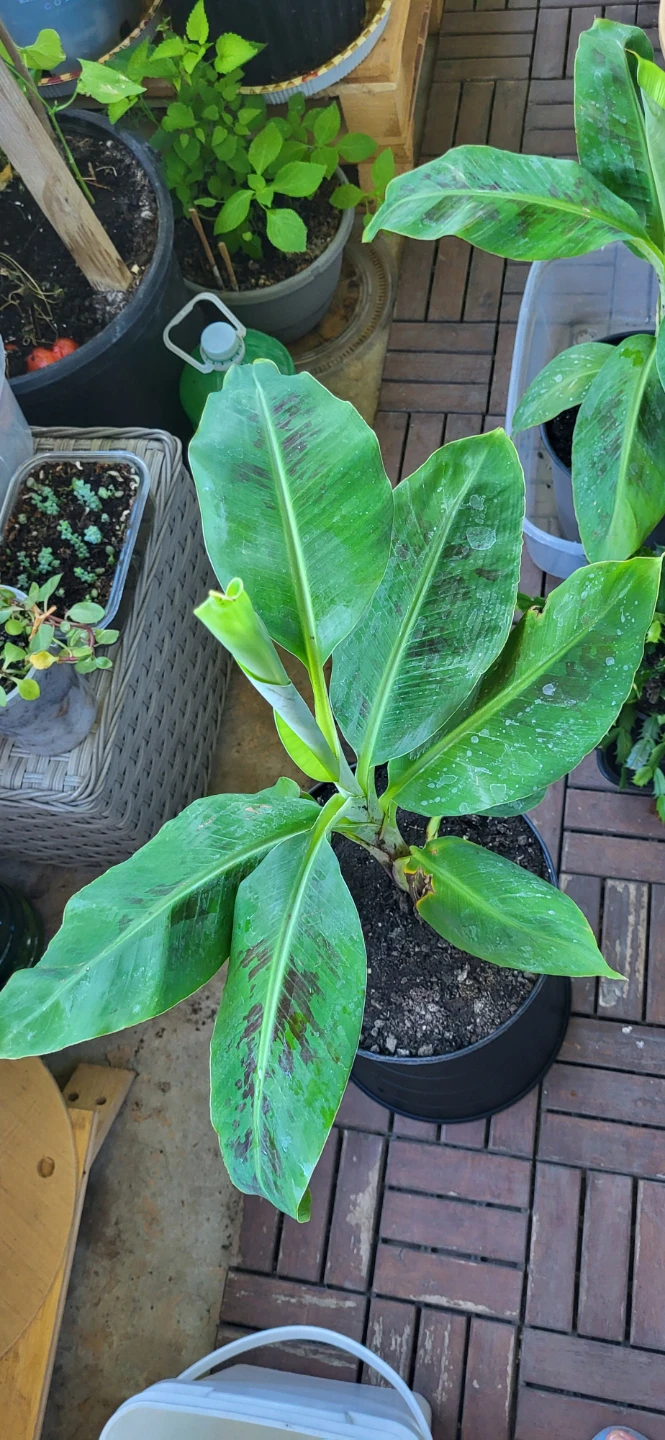 Banana Plant - photo 5