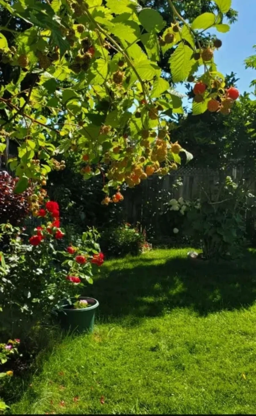 Raspberry plant - photo 2
