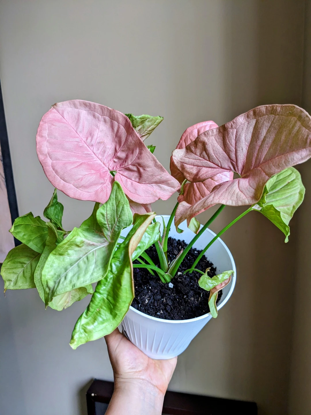 SYGONIUM PINK 12 "/ INDOOR PLANT