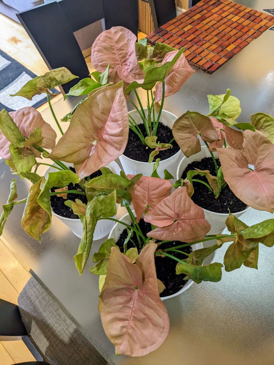 SYGONIUM PINK 12 "/ INDOOR PLANT - photo 4