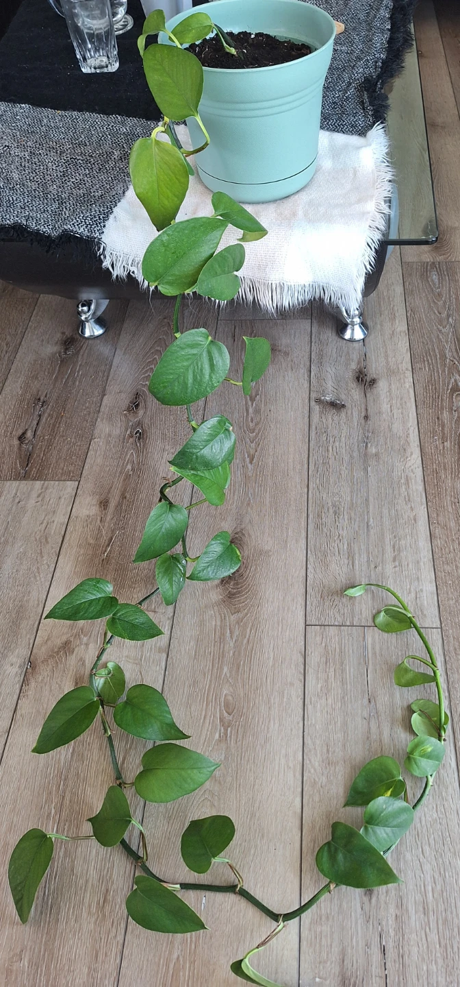 Healthy pothos plants - photo 2