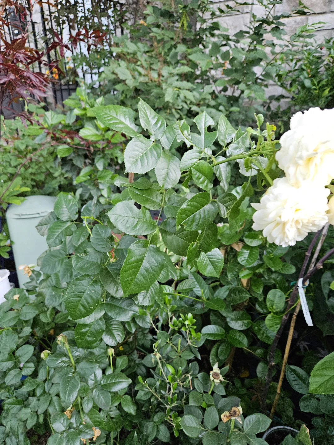 DA tranquility ⁷Rose Bush Plant - photo 3