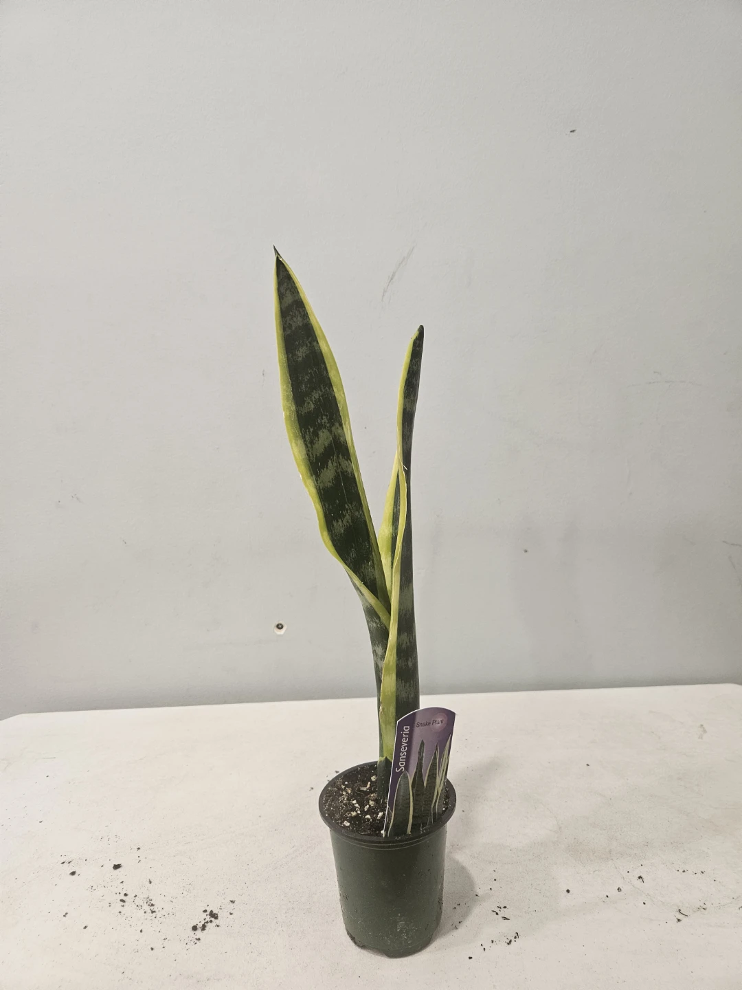 Snake (Sansevieria) Laurentii Plants ($5 each or 3 for $13) - photo 4