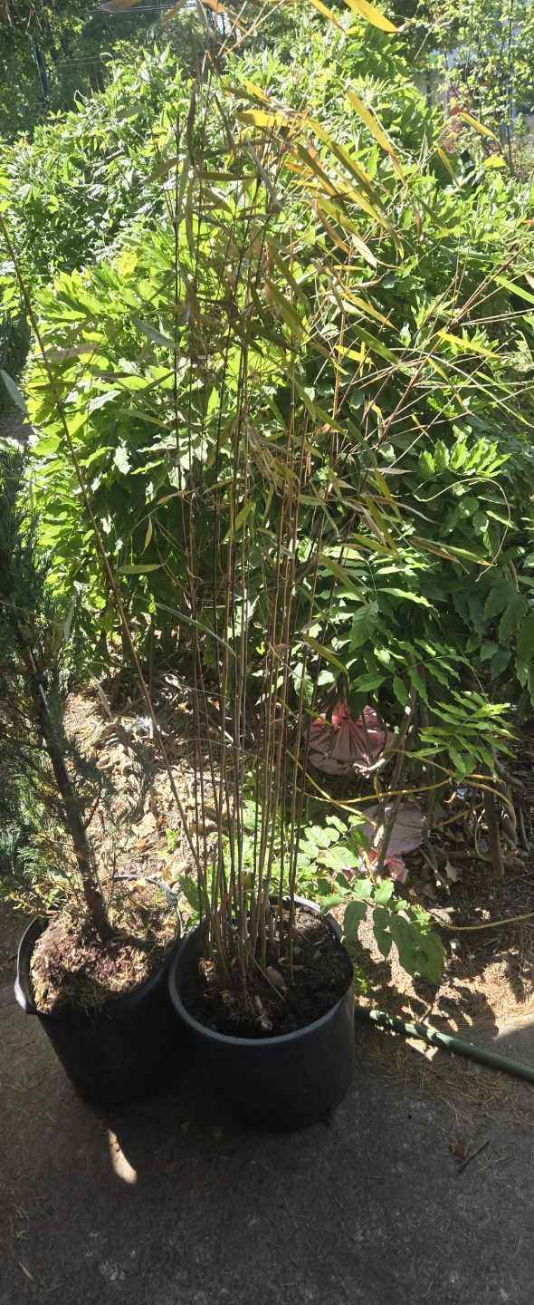 Purple Bamboo 5FT Free delivery