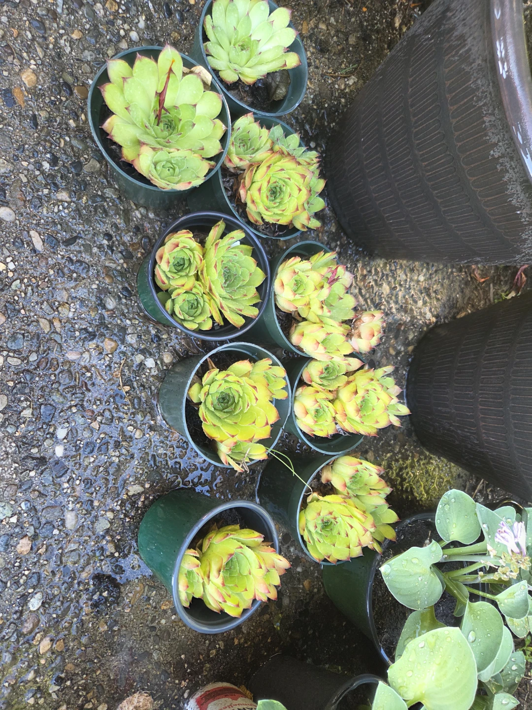 Succulents