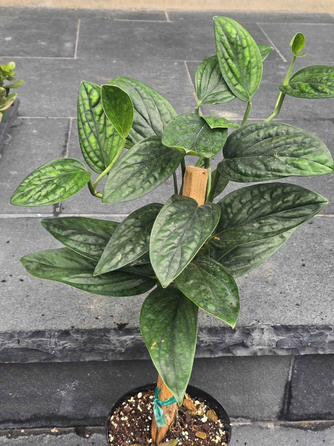 Monstera Peru Plant