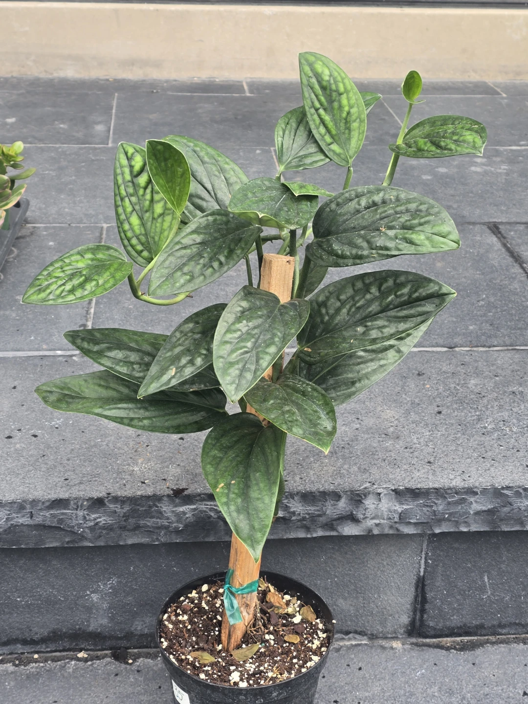 Monstera Peru Plant - photo 2