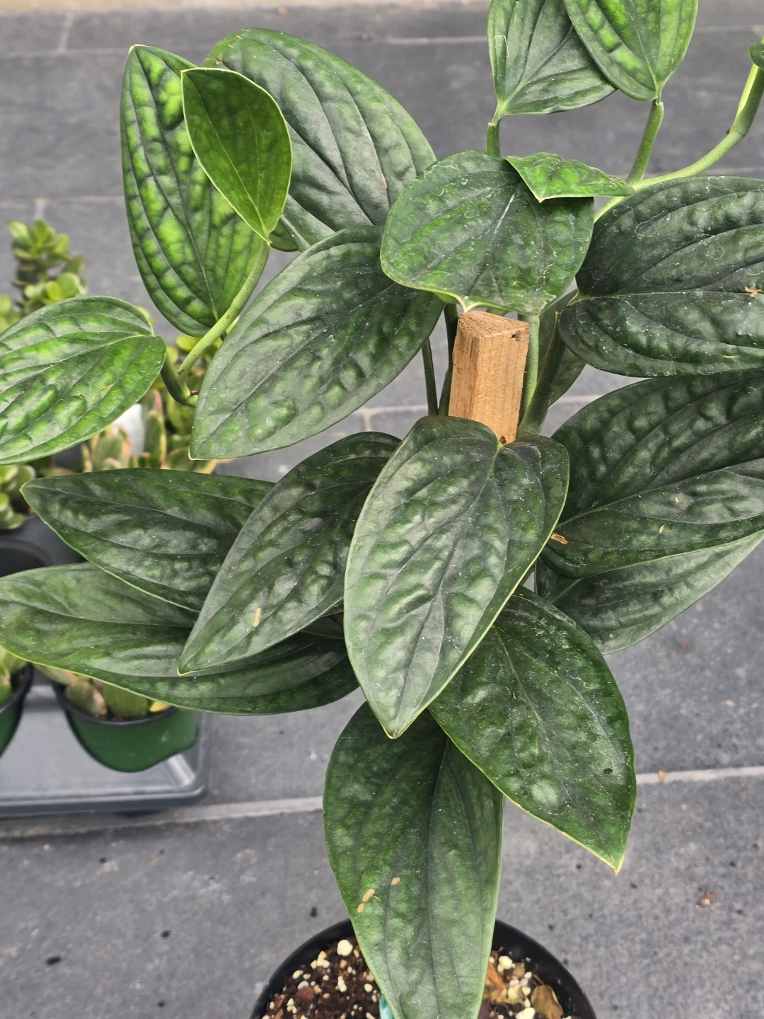 Monstera Peru Plant - photo 3