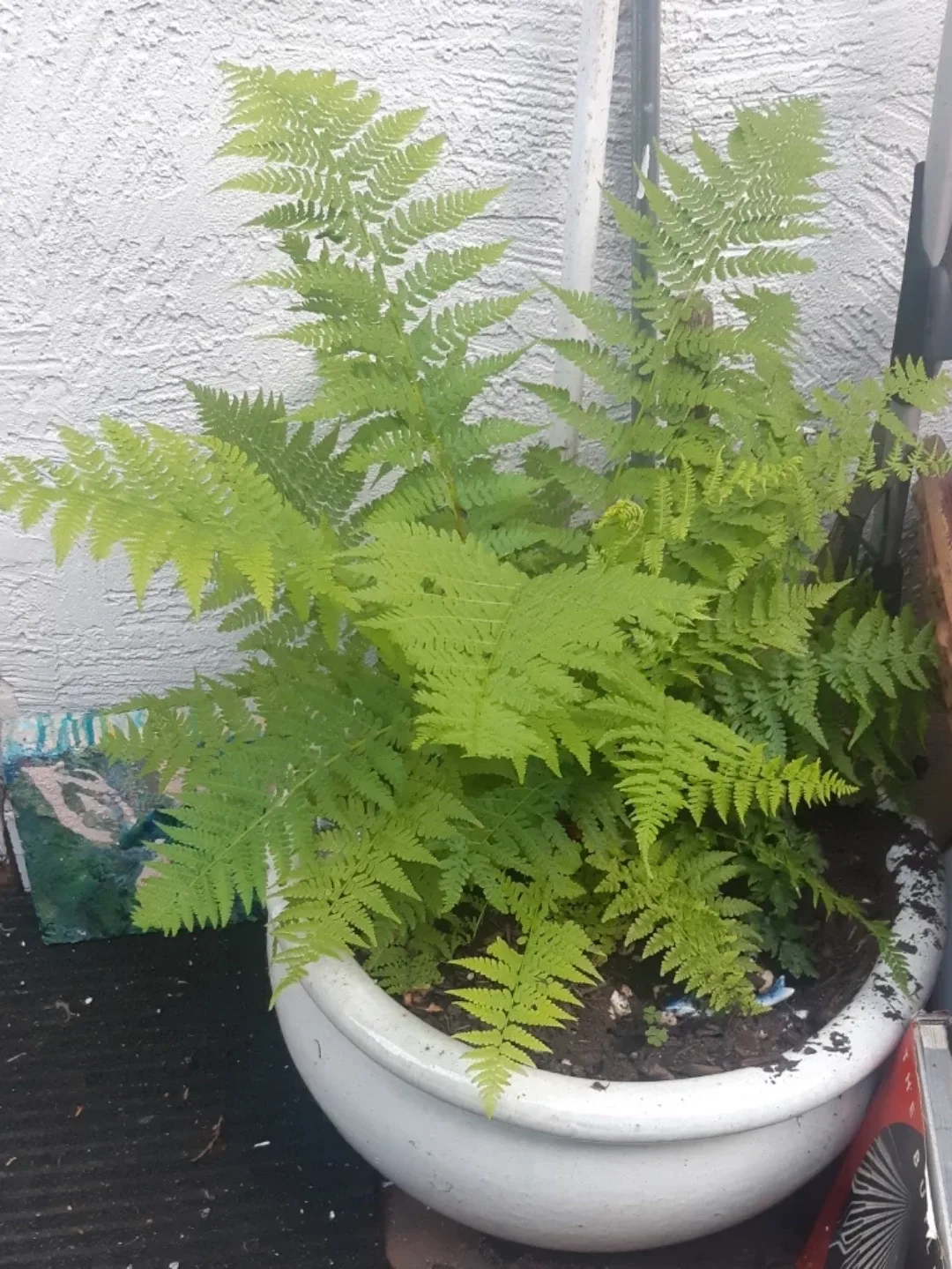 Healthy Fern Plant in White Pot