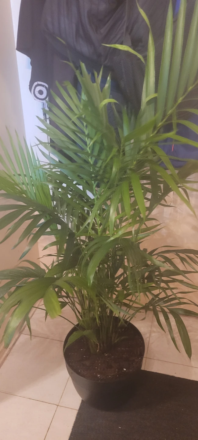 3 Beautiful Parlor Palm Plant