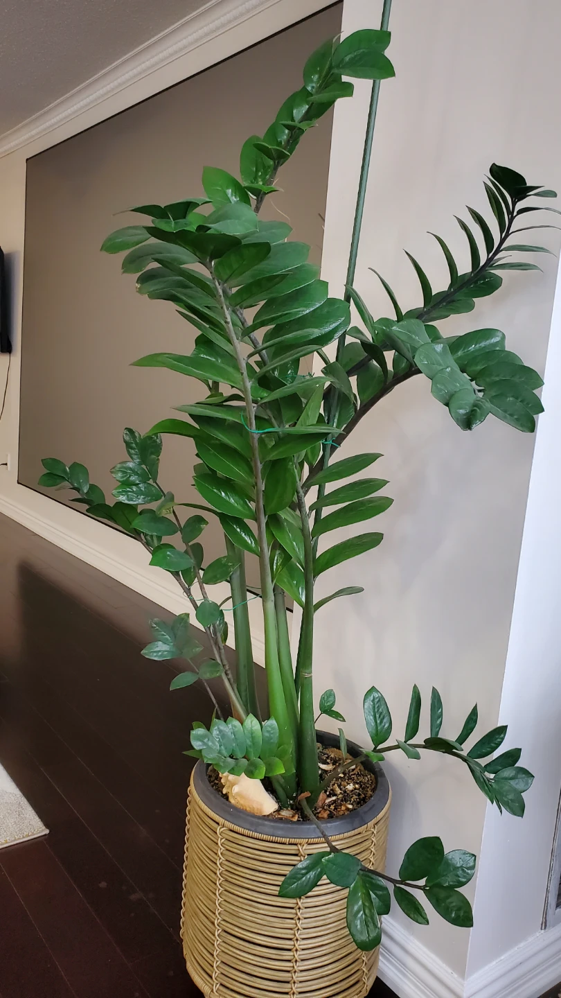 Super large ZZ Plant in Woven Pot - photo 3