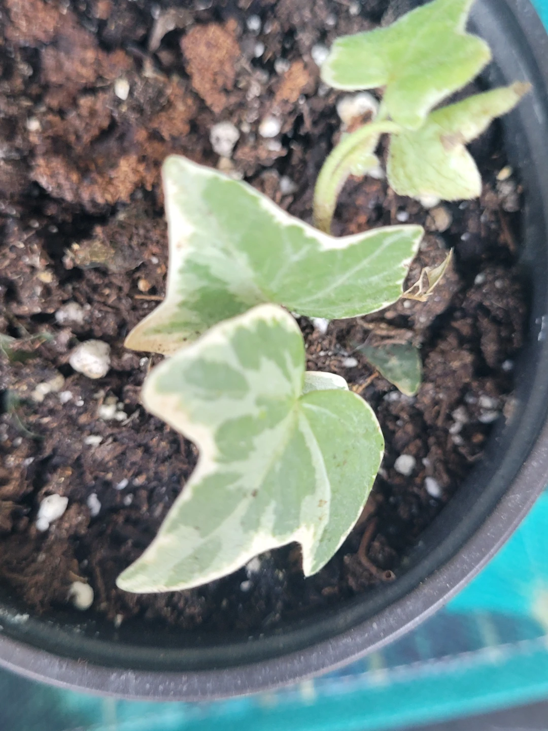 Variegated English Ivy Plant - photo 3