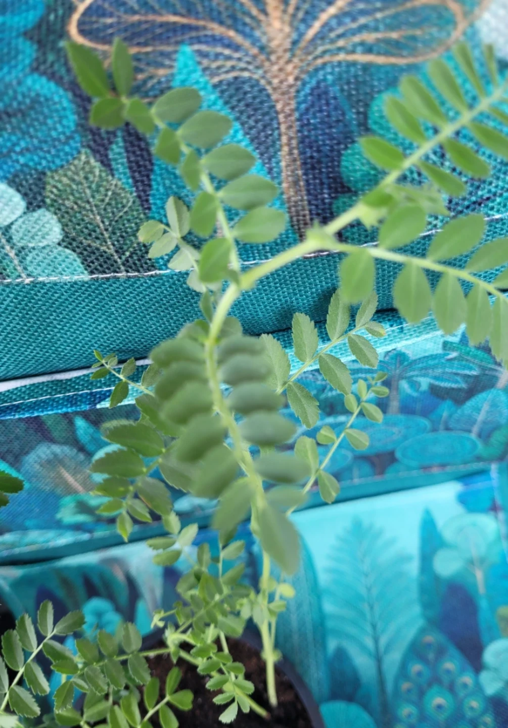 Potted Chickpea Plant and Pothos - photo 3