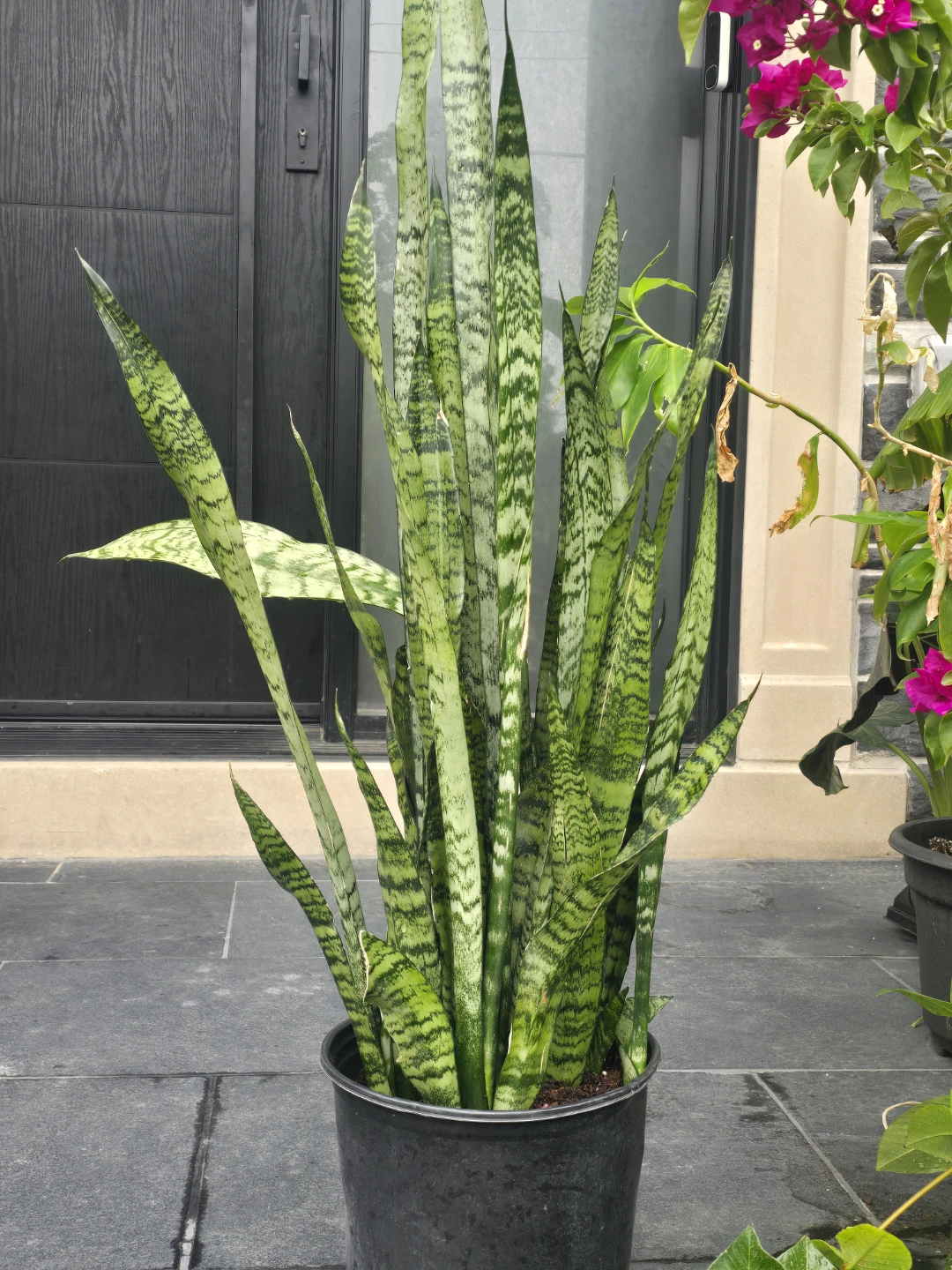 Snake Plant 10"pot.  4 feet tall