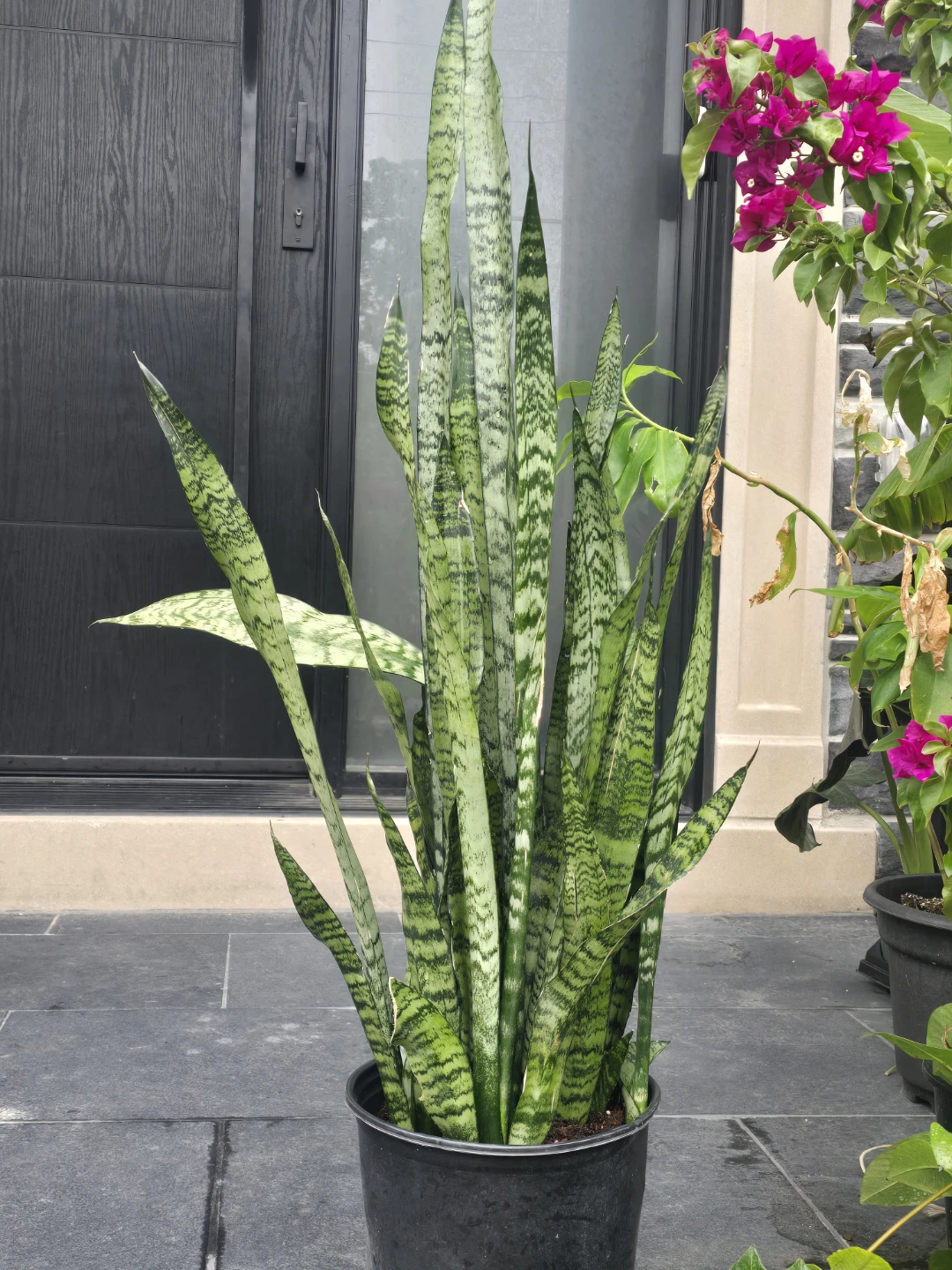 Snake Plant 10"pot.  4 feet tall - photo 2