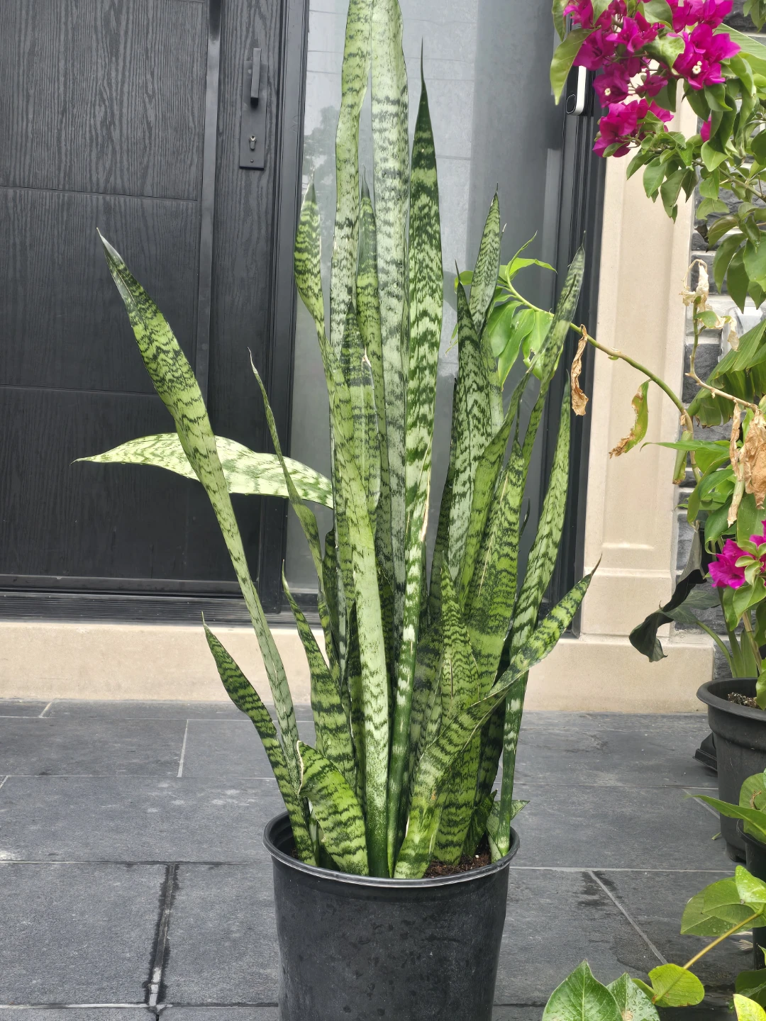 Snake Plant 10"pot.  4 feet tall - photo 3