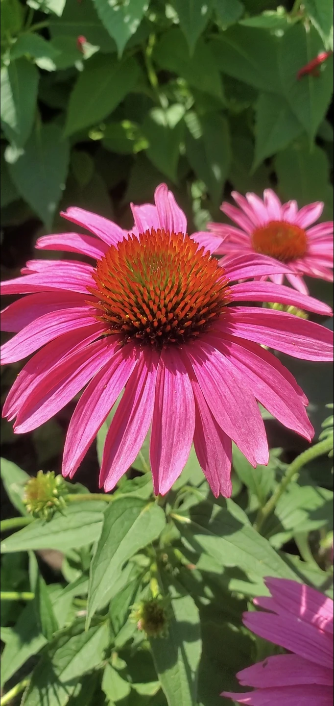Echinacea 'Cheyenne Spirit', Coneflower