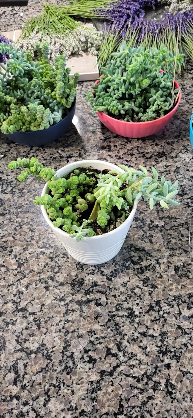 Multiple succulents in a white Ikea ceramic pot.