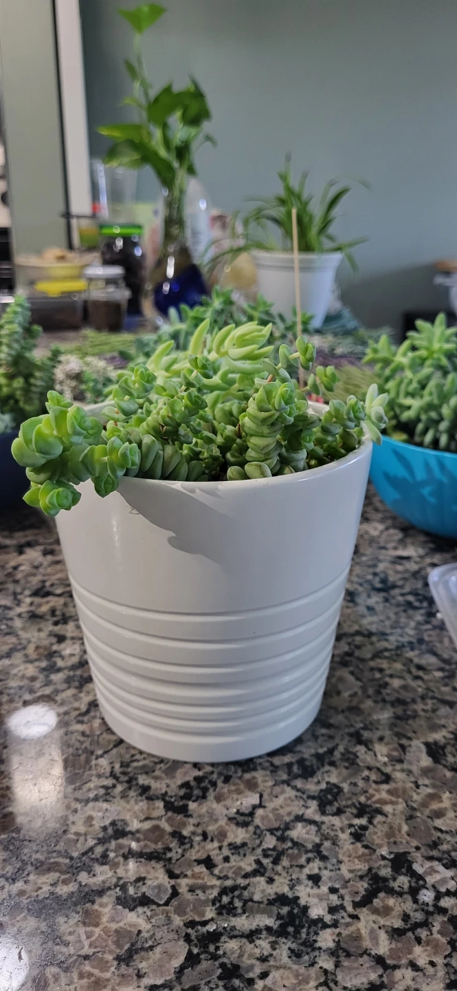 Multiple succulents in a white Ikea ceramic pot. - photo 2