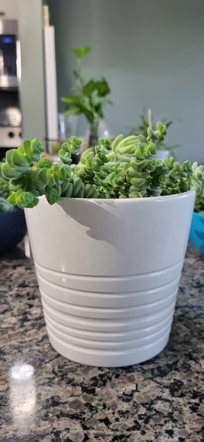 Multiple succulents in a white Ikea ceramic pot. - photo 3