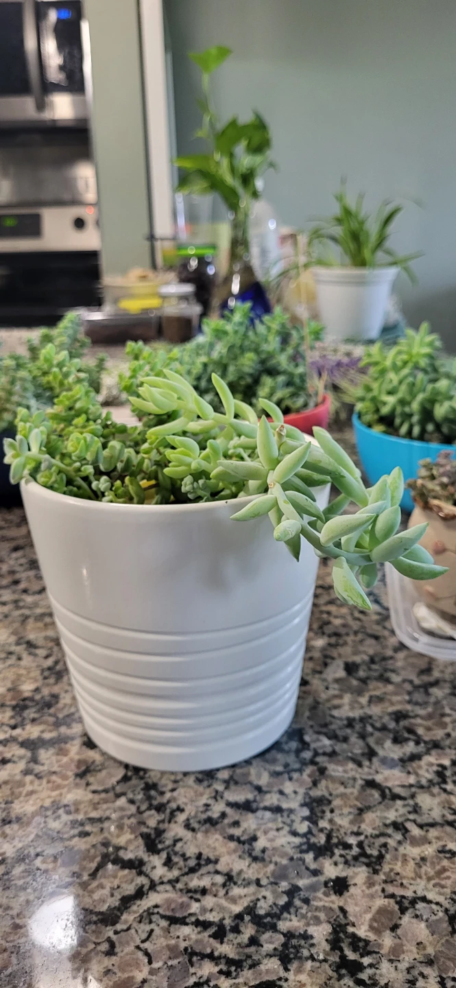 Multiple succulents in a white Ikea ceramic pot. - photo 4