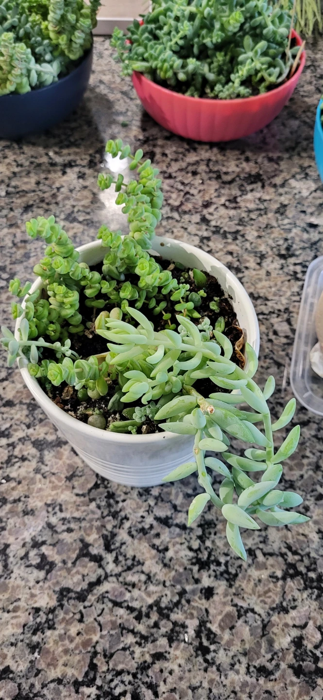 Multiple succulents in a white Ikea ceramic pot. - photo 5