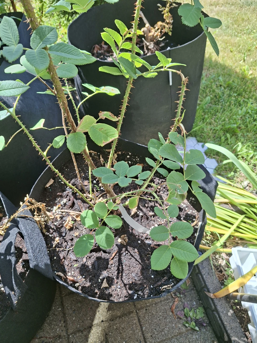 Kazalik Rose – Mature Plant in 10-Gallon Grow Bag