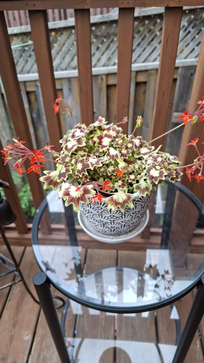 Potted geranium plant with red flowers