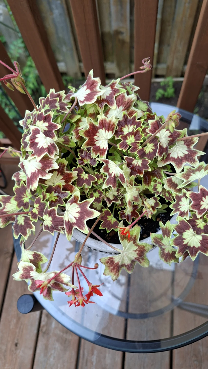 Potted geranium plant with red flowers - photo 2