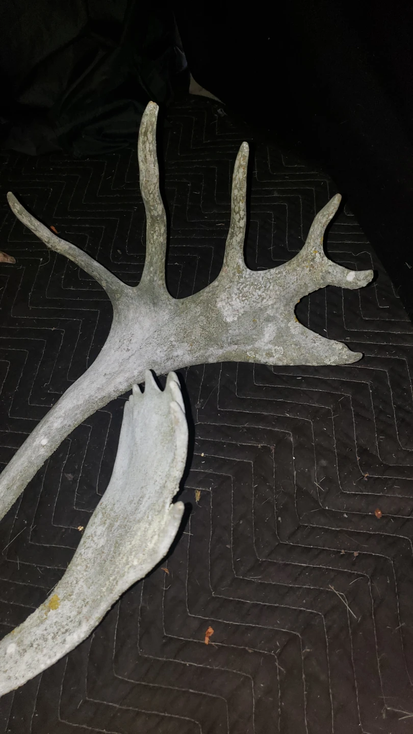 Antlers for sale