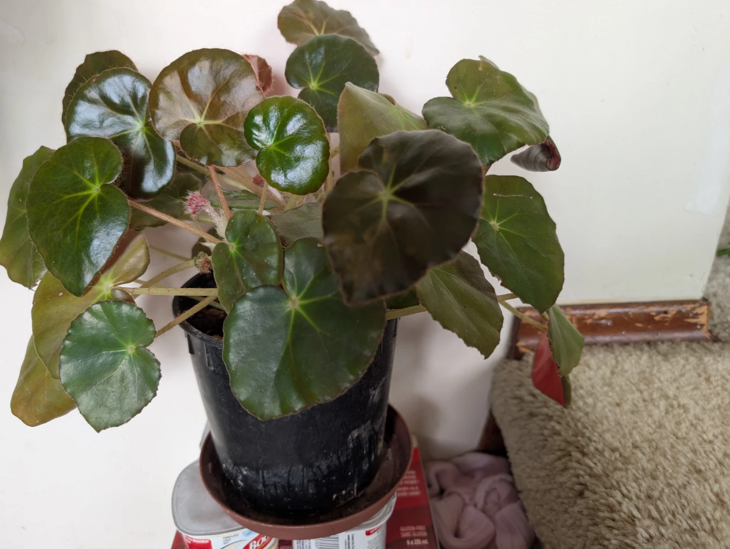Healthy Indoor Beefsteak Begonia (Begonia x erythrophylla)